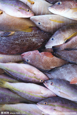 水產品 餐飲美食中的瑰寶，水產魚攝影圖賞