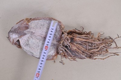 湘潭周記南雜批發(fā)部 優(yōu)質(zhì)朝鮮魷魚(yú)干，海鮮特產(chǎn)優(yōu)選